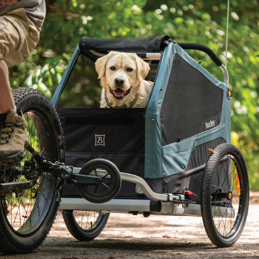 Golden retriever looking out of a Burley Bark Ranger hitched to a bike