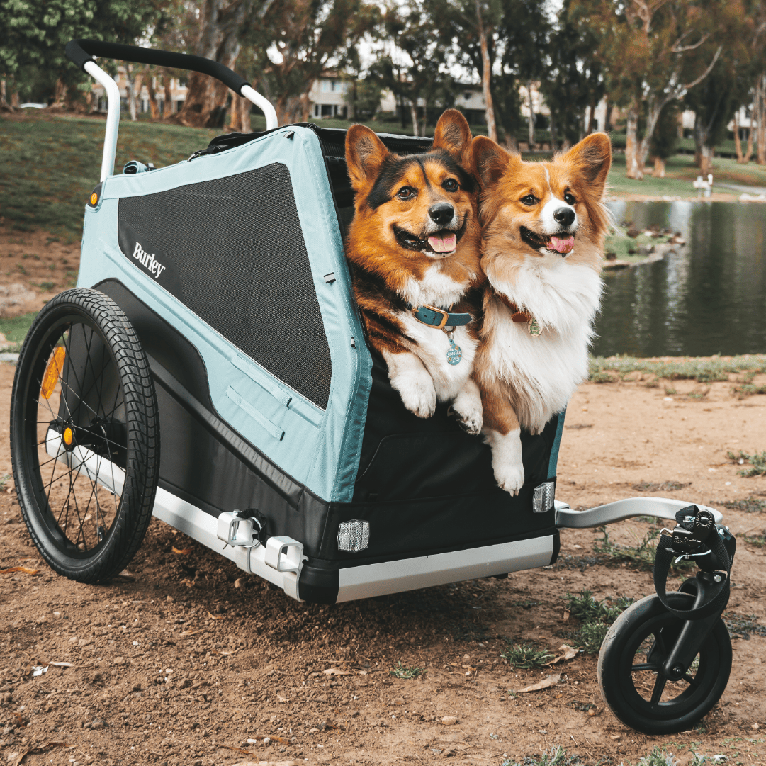 Two corgis peering out of a Burley Bark Ranger in stroller mode by a lake